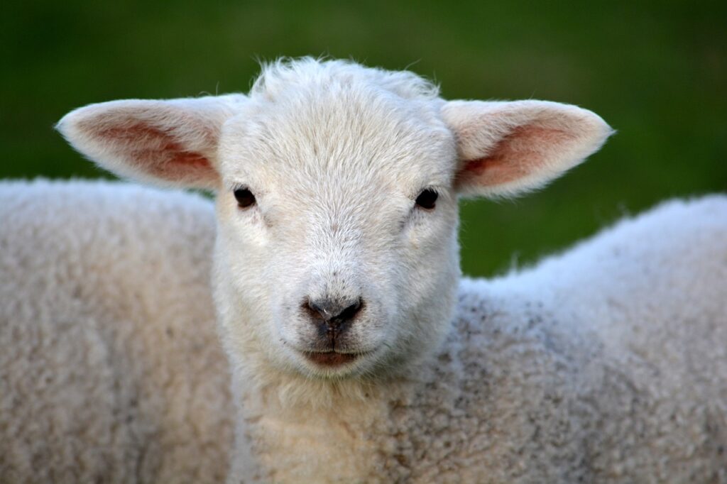 lamb, animal, mammal-292512.jpg