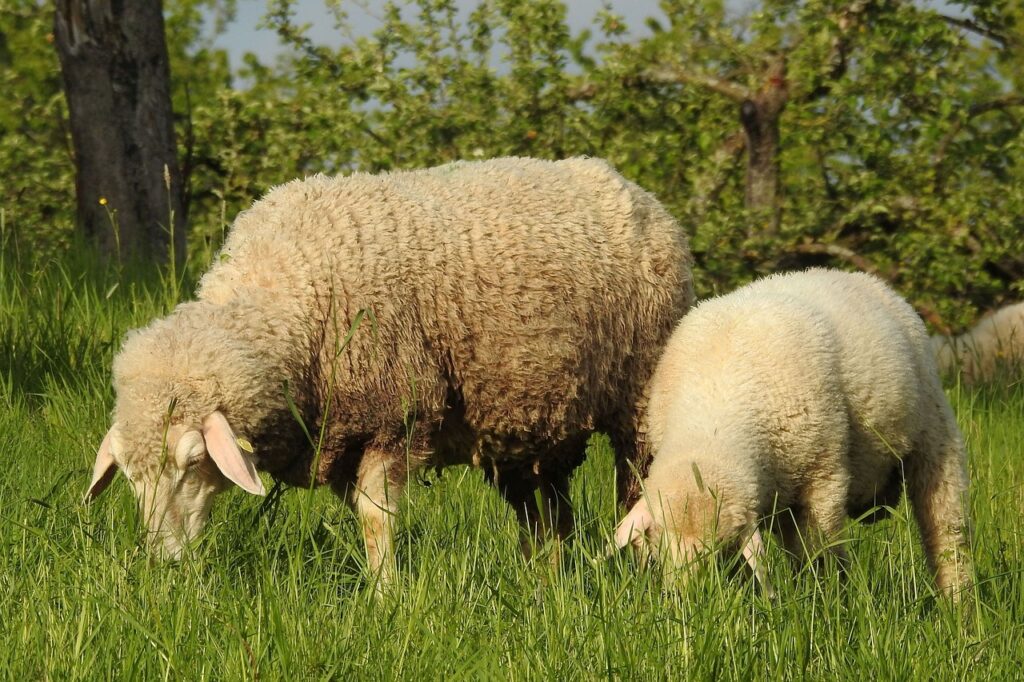 sheep, lamb, graze-4215765.jpg