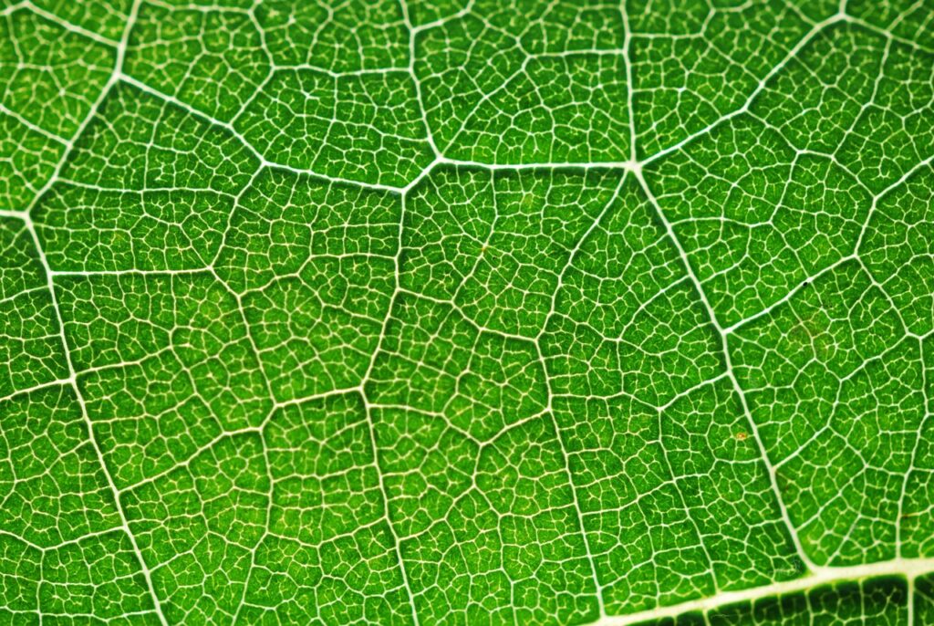 photosynthesis, green, color-391447.jpg